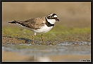 Kleine Plevier, Little Ringed Plover, Charadrius dubius Location: Wierden, the Netherlands kleine plevier MG 6488 kopie
